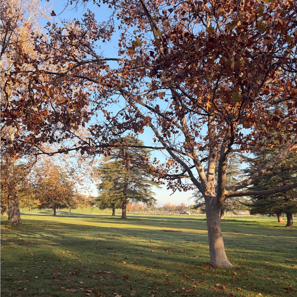 Meet your Posher, Iris